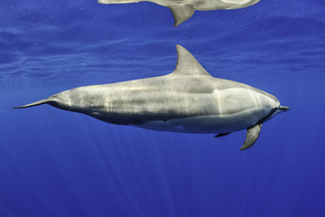 Dolphin