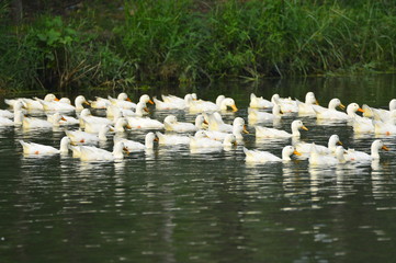 The ducks