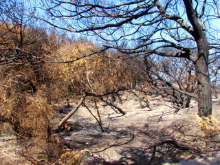 Resti di una pineta dopo il passaggio del fuoco