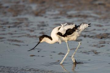 Pied avocet (Recurvirostra avosetta) , Walvis Bay, Namibia
