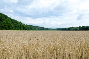 Hudson Valley New York Farm, Wheat field with Treed Catskill Mountains and a Dramatic Cloudy Sky.