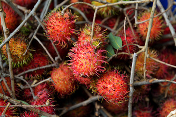 Fresh Rambutan with stems