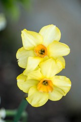 Fototapeta premium Two daffodils