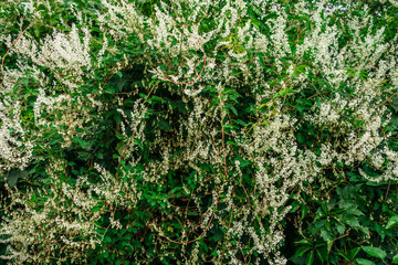 big green bush with white flowers