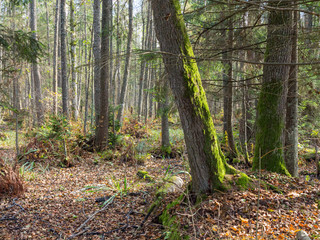 Autumnal wet mixed forest with dry leaves around