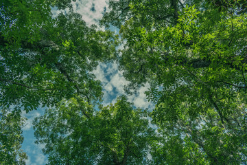 looking up at the blue sky through green leafy tree branches on a summer afternoon