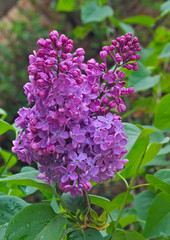 Lilac blooming flowers
