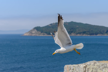 Fototapeta na wymiar seagull on the background of the ocean