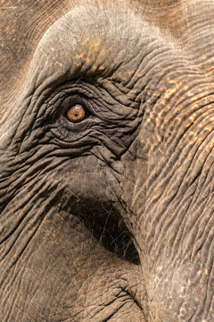 elephant skin textured