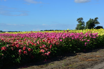 Dahlia field