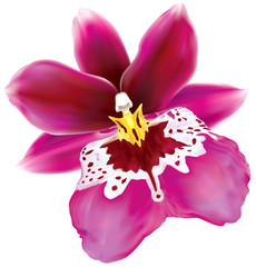 Miltoniopsis Bert Field orchid flower