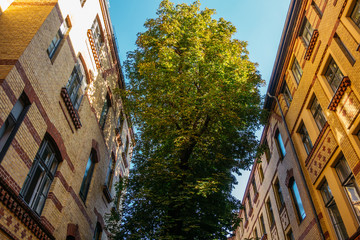 Obraz premium big tree inbetween of brick industrial buildings
