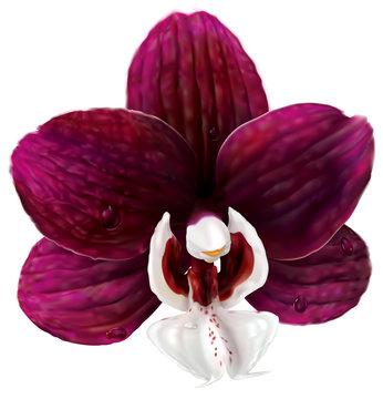 Phalaenopsis Kaoda Twinkle orchid Stock Vector | Adobe Stock