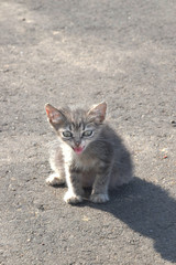 Домашние животные (Кошки)