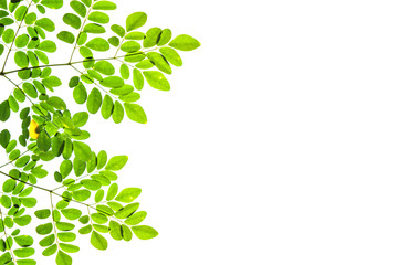 Green leaves on white background. Copy space.