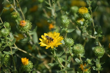 Природа (Цветы)