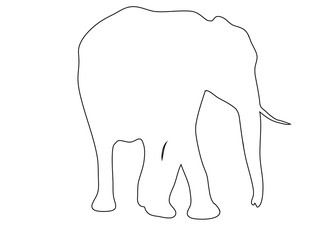 Outline of an african Elephant - digitally handdrawn illustration on white background
