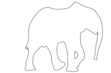 Outline of an african Elephant - digitally handdrawn illustration on white background