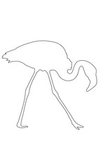 Outline of an african Flamingo - digitally handdrawn illustration on white background