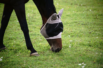 Pferd mit Fliegenkopfschutz  / Ein Pferd mit Fliegenkopfschutz grast auf einer Weide und frisst Gras. © ginton