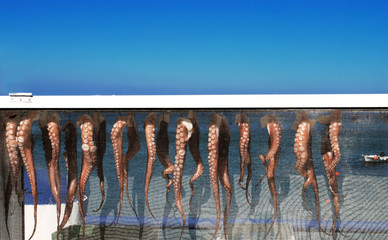 Octopuses drying in the sun on Greek island Rhodes