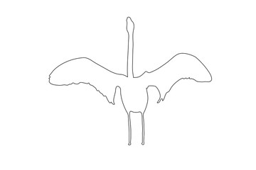 Outline of an african Flamingo - digitally handdrawn illustration on white background