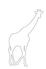 Outline of an african Giraffe - Digitally Hand Drawn Illustration