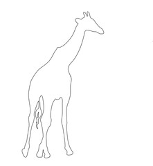 Outline of an african Giraffe - Digitally Hand Drawn Illustration