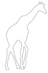 Outline of an african Giraffe - Digitally Hand Drawn Illustration