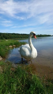 Old beautiful white swan