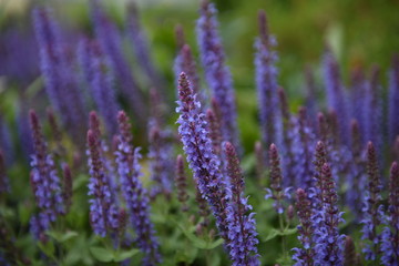 Obraz premium Flower