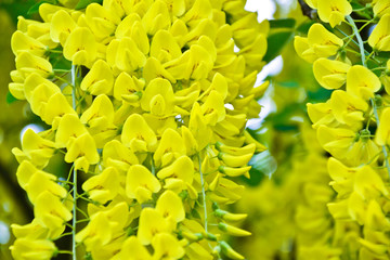 Golden rain tree cassia fistula laburnum flower yellow spring