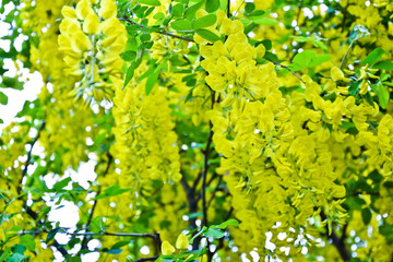 Golden rain tree cassia fistula laburnum flower yellow spring