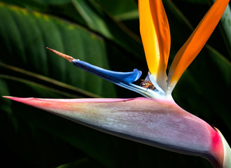 bee in paradise, pollinating a bird of paradise flower