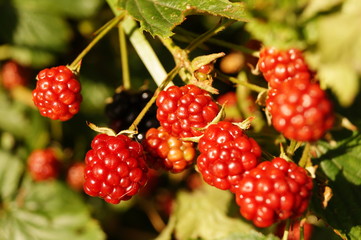 wilde Brombeeren - Rubus sectio Rubus