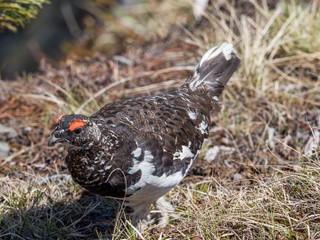 Japanese male rock ptarmigan in summer plumage