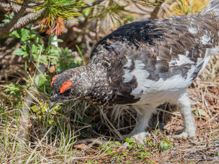 Japanese male rock ptarmigan in summer plumage