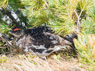 Japanese male rock ptarmigan in summer plumage