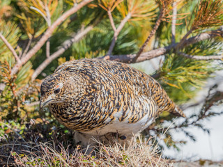 Japanese female rock ptarmigan in summer plumage