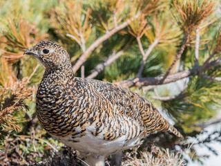 Japanese female rock ptarmigan in summer plumage