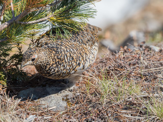 Japanese female rock ptarmigan in summer plumage