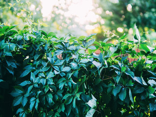 green thickets. creative green background
