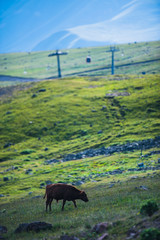 View on ski resort Gudauri in summer. The Republic Of Georgia.