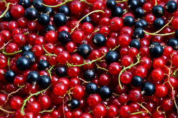 Currant black and red. Berries background. Fresh organic currant from village garden. Ecological berries for desserts, smoothie or jam.