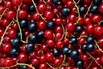 Currant black and red. Berries background. Fresh organic currant from village garden. Ecological berries for desserts, smoothie or jam.