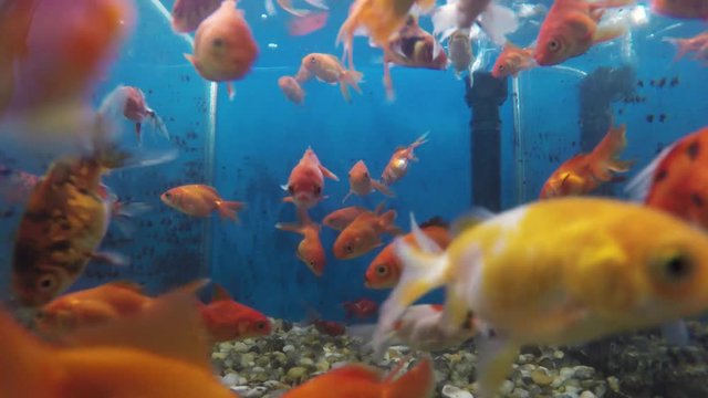 fish aquatic ornament tank relaxation