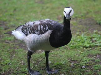 Barnacle goose