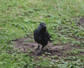 Western jackdaw