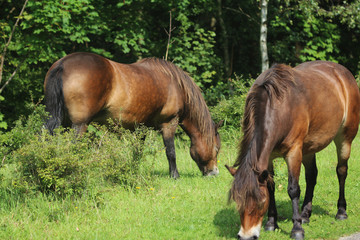 Wild exmoor pony