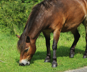 Fototapeta premium Wild exmoor pony